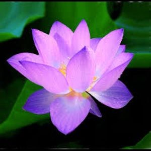 🎉🎉Posh Ambassador Shannon🎉🎉